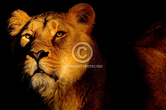 Sunset Lioness