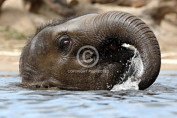 Indian Elephant (Elephas maximus indicus)