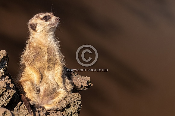 Meerkat Side Profile Full Body Sitting Upright