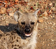 Female Spotted Hyena