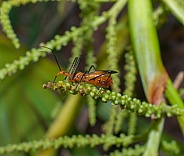 orange and black milkweed assassin bug (Zelus longipes) resting on a green saw palmetto (Serenoa repens)