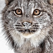 Canada Lynx-No Mouse This Time