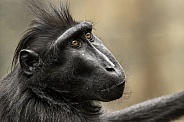 Sulawesi Crested Macaque Face Shot