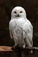 Owl---Snowy Owl