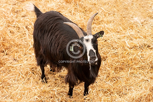 Pygmy Goat Full Body Looking At Camera