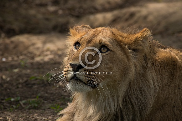 Young Male African Lion