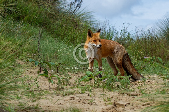 Red Fox in the dunes