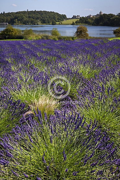 Field of Lavender - North Yorkshire - England