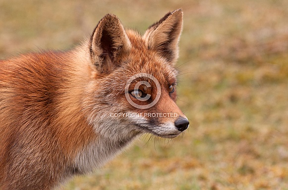 Red Fox - Vulpes Vulpes