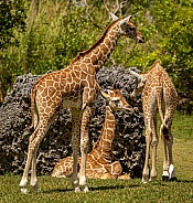 Baby Reticulated Giraffes