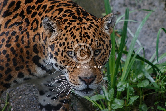 Jaguar Face Shot, Looking Upwards.