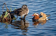 Mandarine Duck and Wood Duck