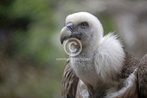 Griffon Vulture (Gyps fulvus)