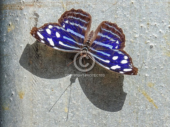 Myscelia Cyaniris Royal Blue Butterfly