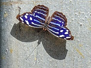 Myscelia Cyaniris Royal Blue Butterfly