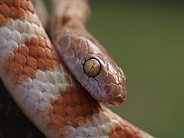 Northern Tree Snake