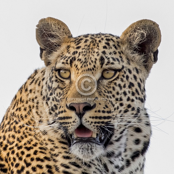 Leopard Portrait (Male)