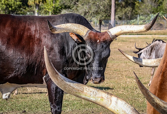 Ankole Watusi African cattle