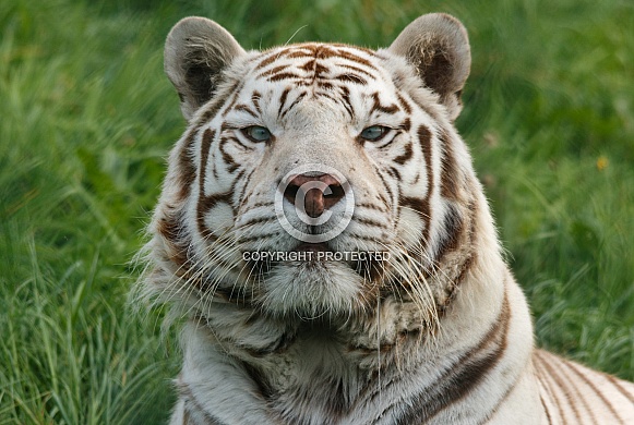 white tiger close up