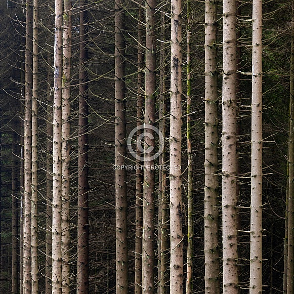 Forest of pine trees