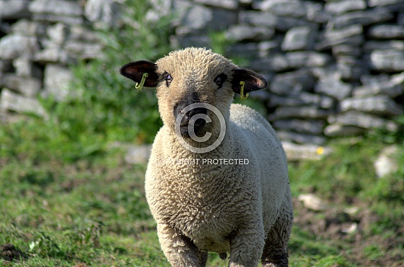 Hampshire Down Lamb