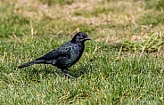 Blackbird in grass