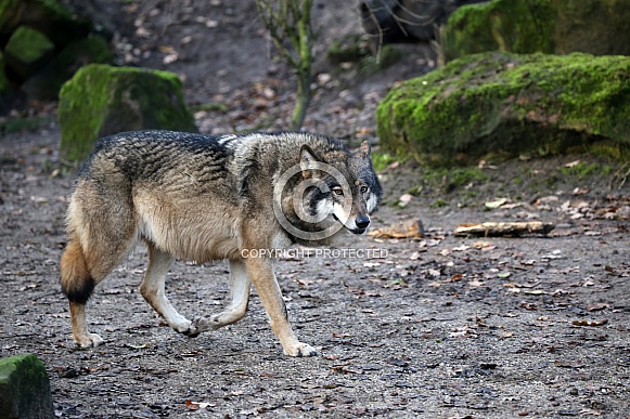 Grey wolf (Canis lupus)