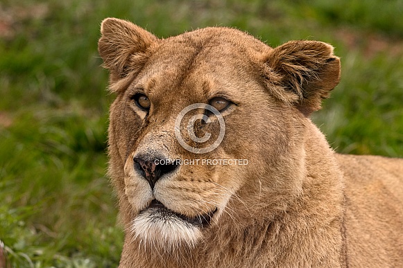 African Lioness Face Shot