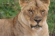 African Lioness