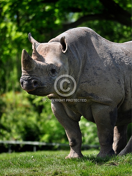 Black Rhino (Diceros bicornis)