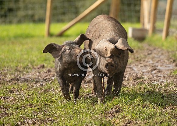 Rare Large Black Pigs - Gilt and Weaner