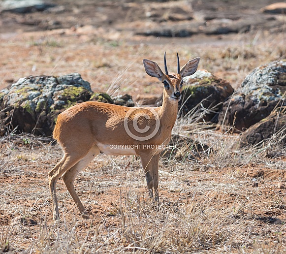 Steenbok Antelope