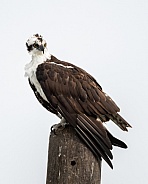 Osprey sitting on a pole