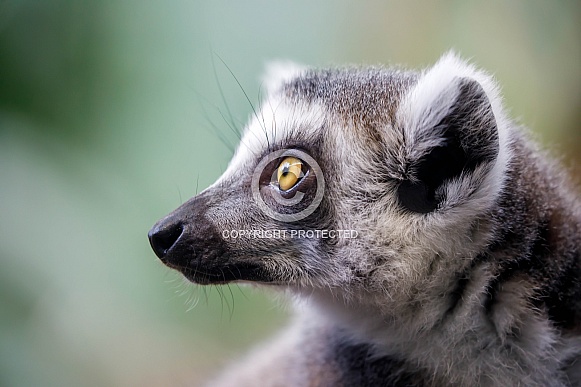 Ring-Tailed lemur (lemur catta)
