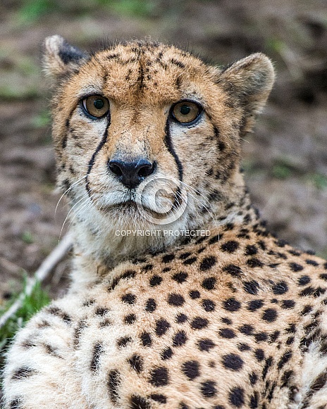 cheetah portrait 2