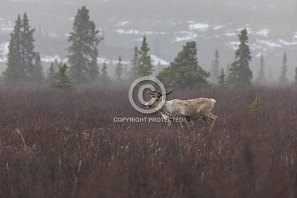 Caribou or Reindeer in Alaska