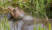Florida soft shell turtle (Apalone ferox) in water with green weeds