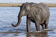 African Elephant - Chobe River - Botswana