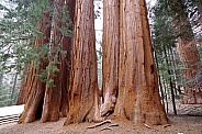 Sequoia trees