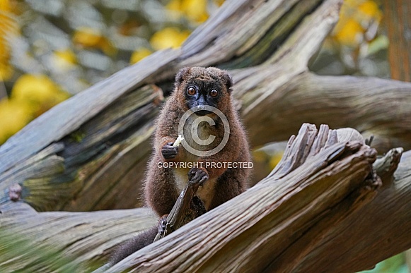 Red-Bellied Lemur