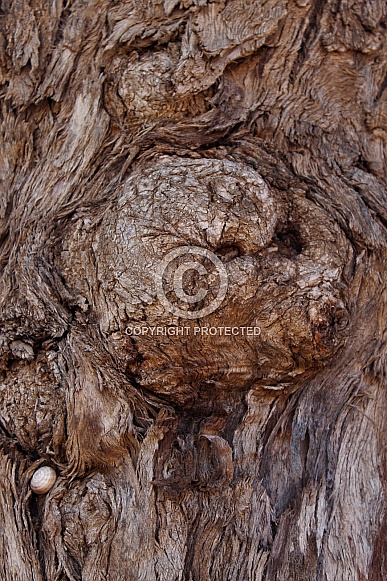 Tree tronk