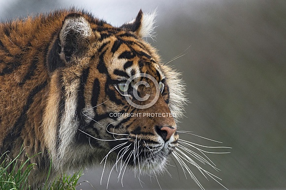 Sumatran Tiger Side Profile