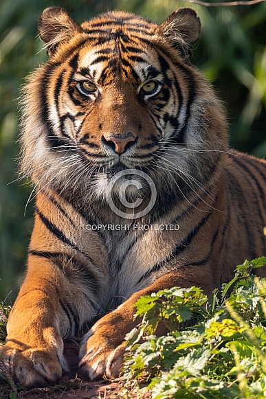 Sumatran Tiger Lying In Grass
