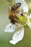 Honey bee on flower