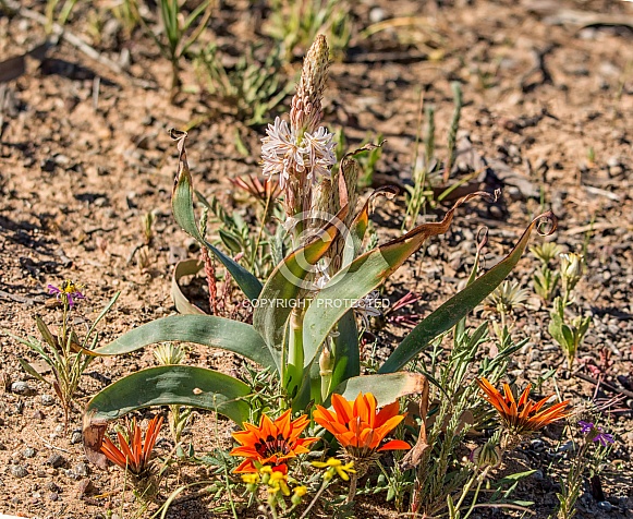 Trachyandra falcata wildflower