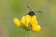 cinnabar moth (Tyria jacobaeae)