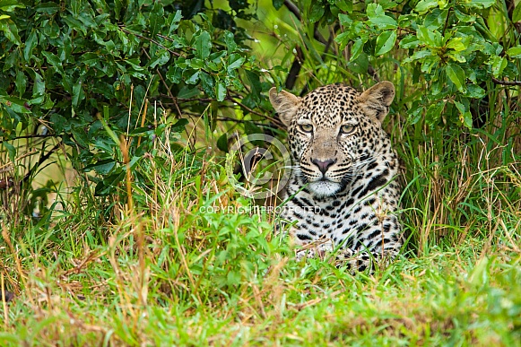 Concealed Leopard