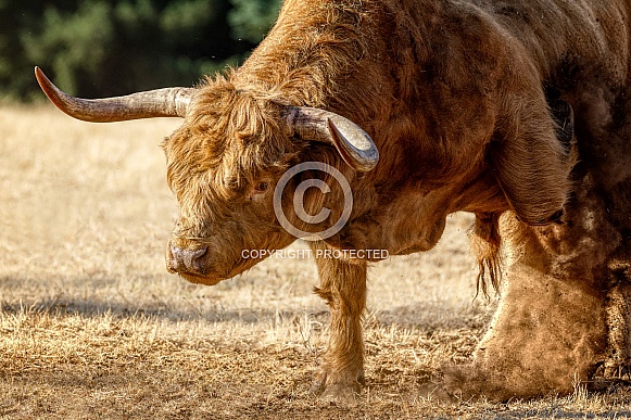 Highland Cattle-The Direct Threat