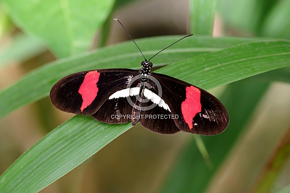 Common longwing butterfly