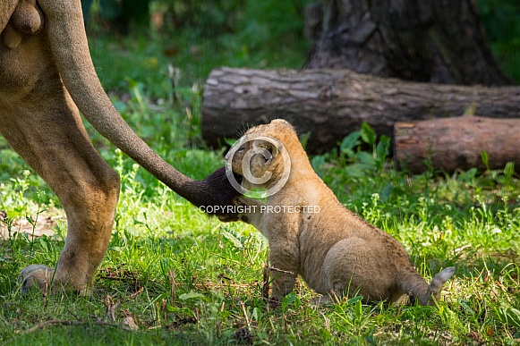 Lion cub chasing tail